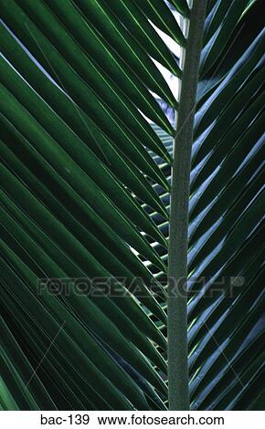 Palm Leaf View Large Photo Image Stock Photo - Palm Leaf. Fotosearch