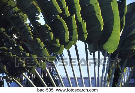 Palm Leaves View Large Photo Image Stock Photography - Palm Leaves. Fotosearch
