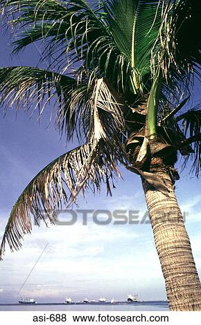 Palm Tree Manila Bay The Philippines Asia View Large Photo Image Stock Photo - Palm Tree Manila Bay The Philippines Asia. Fotosearch