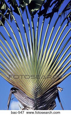 Palm Tree View Large Photo Image Stock Photo - Palm Tree. Fotosearch