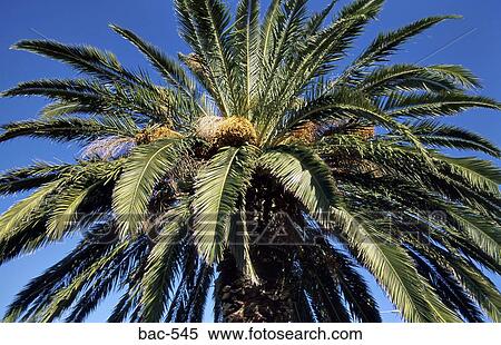 Palm Tree View Large Photo Image Stock Photography - Palm Tree. Fotosearch