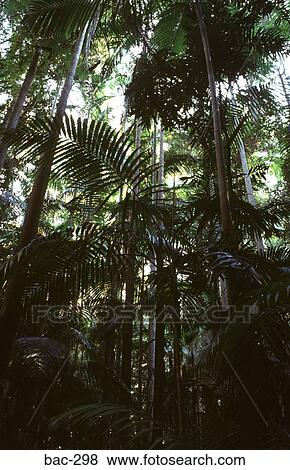 Stock Photo - Palm Trees in Australian Rainforest. Fotosearch