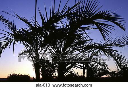 Palms Against the New South Wales at Dusk Australia View Large Photo Image Stock Image - Palms Against the New South Wales at Dusk Australia. Fotosearch