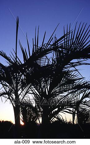 Palms Against the New South Wales at Dusk Australia View Large Photo Image Stock Photo - Palms Against the New South Wales at Dusk Australia. Fotosearch