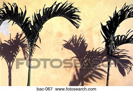 Palms in Front of Yellow Wall View Large Photo Image Stock Photo - Palms in Front of Yellow Wall. Fotosearch