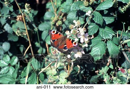 Stock Image - Peacock Butterfly on Bush. Fotosearch