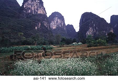 Stock Image - Peasant and Ox Ploughing Field Gulin China. Fotosearch