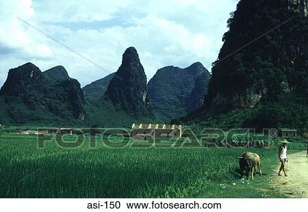 Stock Image - Peasant Farmer and Oxen Beside Fields Gulin China. Fotosearch