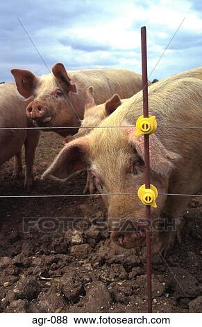 Pigs by Fence View Large Photo Image Stock Photo - Pigs by Fence. Fotosearch