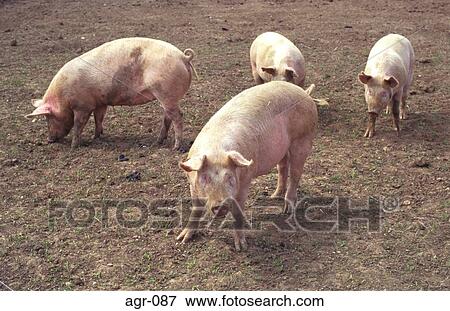 Stock Photo - Pigs in a Field. Fotosearch