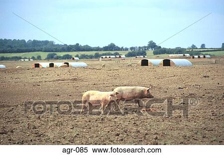 Pigs on Muddy Field View Large Photo Image Stock Photography - Pigs on Muddy Field. Fotosearch