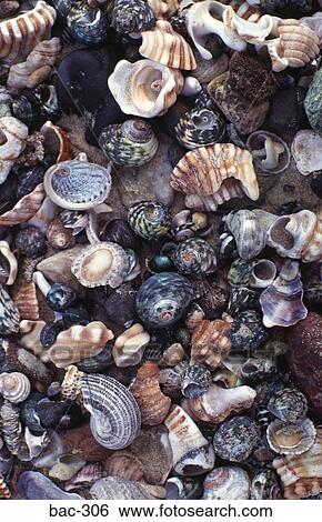 Pile of Sea Shells View Large Photo Image Stock Photograph - Pile of Sea Shells. Fotosearch