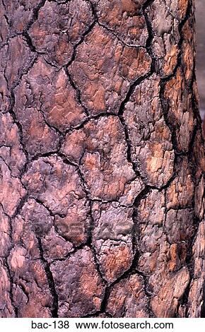 Stock Photo - Pine Tree Bark Britain. Fotosearch