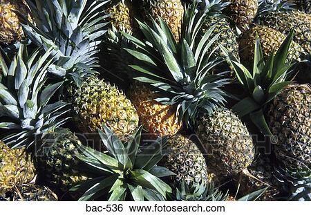 Stock Photograph - Pineapples. Fotosearch