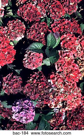Picture - Pink Hydrangea Bush. Fotosearch