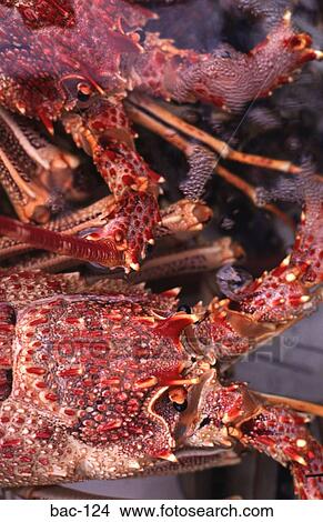 Pink Lobster View Large Photo Image Picture - Pink Lobster. Fotosearch
