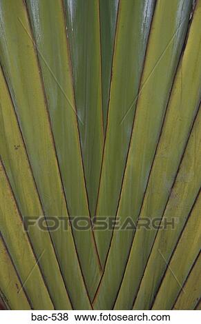 Plaited Leaves View Large Photo Image Stock Photo - Plaited Leaves. Fotosearch