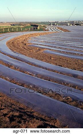 Ploughed Field With rows of Plastic Sheeting View Large Photo Image Stock Image - Ploughed Field With rows of Plastic Sheeting. Fotosearch