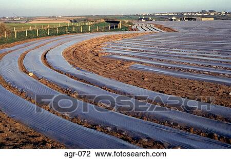 Stock Image - Ploughed Field With rows of Plastic Sheeting. Fotosearch