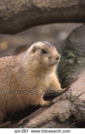 Prairie Dog View Large Photo Image Stock Image - Prairie Dog. Fotosearch