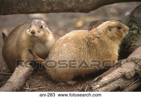 Prairie Dogs View Large Photo Image Stock Image - Prairie Dogs. Fotosearch
