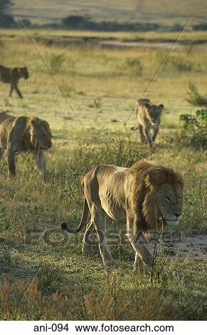 Pride of Lions Masai Mara National Reserve Kenya View Large Photo Image Picture - Pride of Lions Masai Mara National Reserve Kenya. Fotosearch