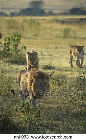 Pride of Lions Masai Mara National Reserve Kenya View Large Photo Image Stock Image - Pride of Lions Masai Mara National Reserve Kenya. Fotosearch