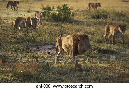 Pride of Lions Masai Mara National Reserve Kenya View Large Photo Image Stock Photo - Pride of Lions Masai Mara National Reserve Kenya. Fotosearch