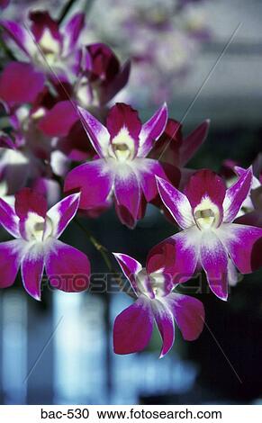 Stock Image - Purple Orchids. Fotosearch