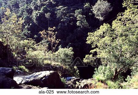 Rain Forest at Blackall Range Queensland Australia View Large Photo Image Stock Photography - Rain Forest at Blackall Range Queensland Australia. Fotosearch