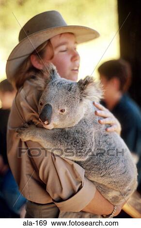 Ranger Holding Koala Australia View Large Photo Image Stock Photo - Ranger Holding Koala Australia. Fotosearch
