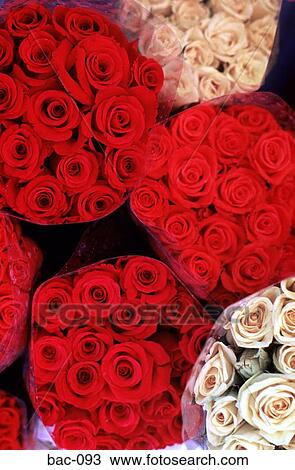 Red and Yellow Roses View Large Photo Image Stock Image - Red and Yellow Roses. Fotosearch