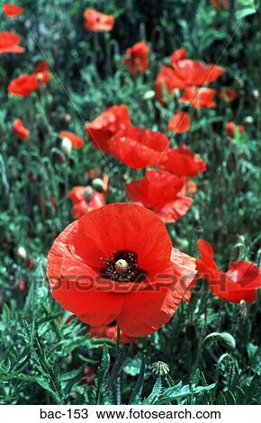 Red Poppies View Large Photo Image Stock Image - Red Poppies. Fotosearch