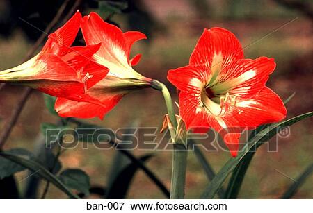 Red Trumpet Shaped Flowers Bangladesh Asia View Large Photo Image Stock Photo - Red Trumpet Shaped Flowers Bangladesh Asia. Fotosearch