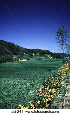 Rice Field and Wild Flowers Ulchin Korea Asia View Large Photo Image Stock Image - Rice Field and Wild Flowers Ulchin Korea Asia. Fotosearch