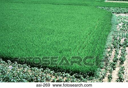 Rice Field Korea Asia View Large Photo Image Stock Photo - Rice Field Korea Asia. Fotosearch