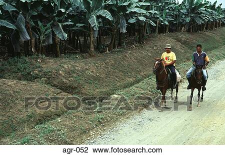 Riders on Track beside Banana Plantation Ecuador View Large Photo Image Stock Image - Riders on Track beside Banana Plantation Ecuador. Fotosearch