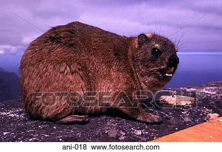 Rock Badger View Large Photo Image Stock Photo - Rock Badger. Fotosearch