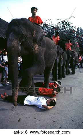 Row of Elephants Walking over People Thailand Asia View Large Photo Image Stock Photograph - Row of Elephants Walking over People Thailand Asia. Fotosearch