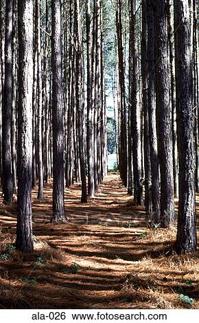 Stock Photograph - Rows of Trees Mapleton Falls National Park Australia. Fotosearch