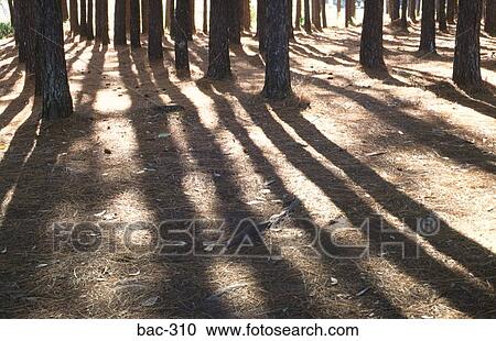 Shadows Of Tree Trunks Australia View Large Photo Image Stock Image - Shadows Of Tree Trunks Australia. Fotosearch