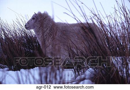 Sheep in the Snow View Large Photo Image Stock Image - Sheep in the Snow. Fotosearch