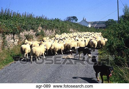 Stock Photo - Sheepdogs Driving Flock along Lane England. Fotosearch