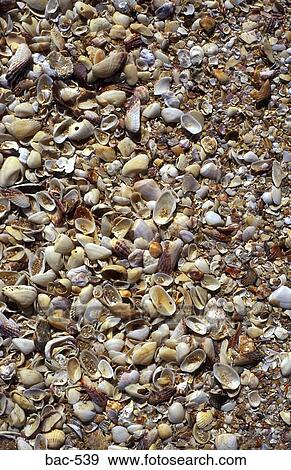 Shells and Shingle View Large Photo Image Stock Photo - Shells and Shingle. Fotosearch