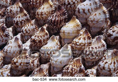Shells View Large Photo Image Picture - Shells. Fotosearch