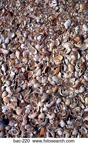 Shells View Large Photo Image Stock Image - Shells. Fotosearch
