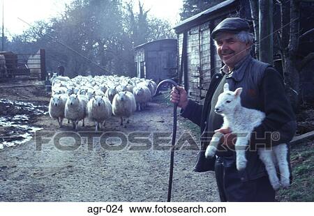 Shepherd Holding a Lamb and a Crook UK View Large Photo Image Picture - Shepherd Holding a Lamb and a Crook UK. Fotosearch