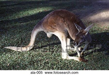 Side View of Kangaroo Queensland Australia View Large Photo Image Stock Photography - Side View of Kangaroo Queensland Australia. Fotosearch