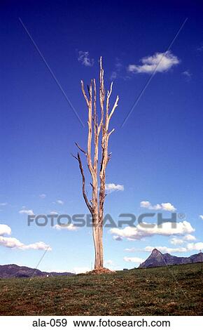 Single Dead Tree against a Clear Sky Australia View Large Photo Image Stock Photo - Single Dead Tree against a Clear Sky Australia. Fotosearch