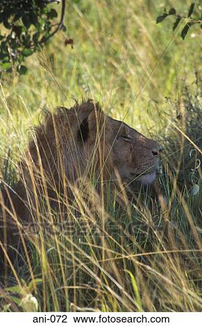 Sleeping Lion Masai Mara National Reserve Kenya View Large Photo Image Stock Image - Sleeping Lion Masai Mara National Reserve Kenya. Fotosearch